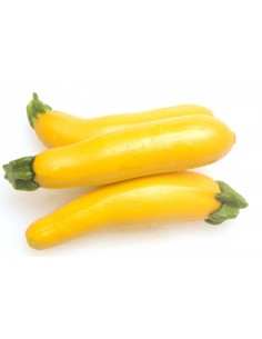 Courgette jaune
