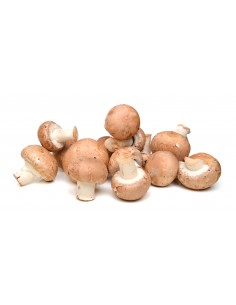Champignons rosés