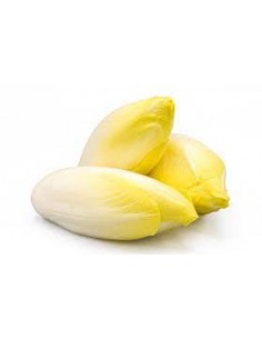 Endive pleine terre