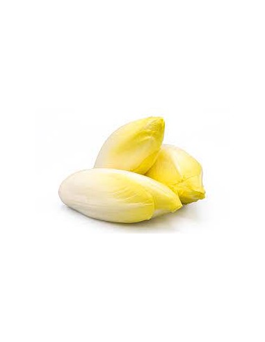 Endive pleine terre