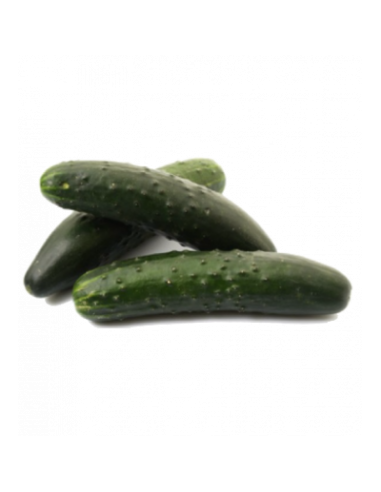 Concombre Noa