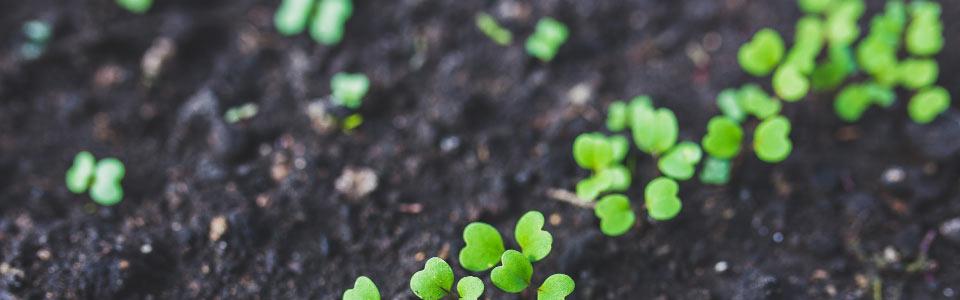 Vente de fruits et l&eacute;gumes bio Villeneuve d&#039;Ascq Au Mara&icirc;cher